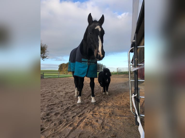 Hannoveraner Wallach 16 Jahre 168 cm Schwarzbrauner in Georgsmarienhütte