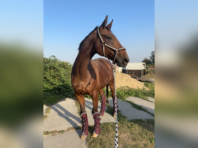 Hannoveraner Wallach 16 Jahre 170 cm Brauner in Stavenhagen