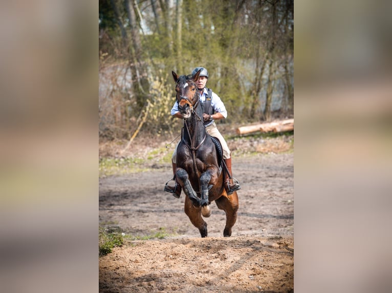 Hannoveraner Wallach 16 Jahre 170 cm Brauner in Enkenbach Alsenborn