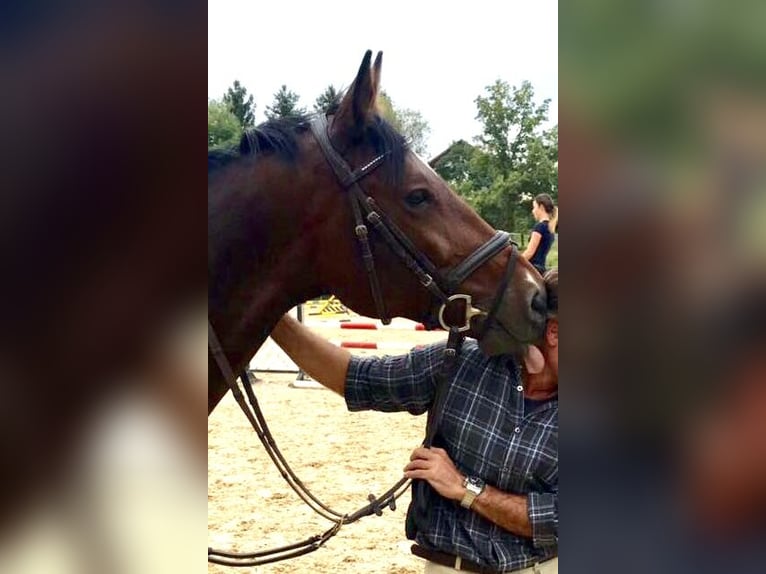 Hannoveraner Wallach 16 Jahre 170 cm Brauner in Enkenbach Alsenborn