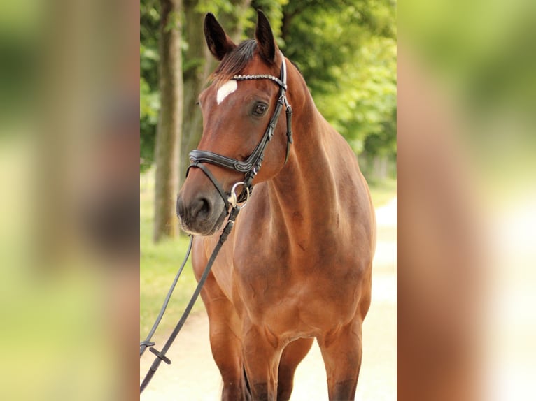 Hannoveraner Wallach 16 Jahre 170 cm Brauner in Greifswald
