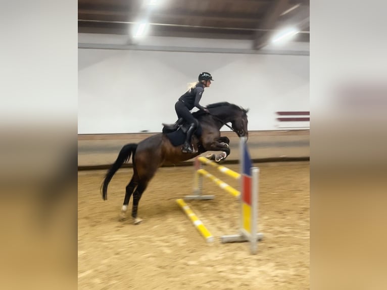 Hannoveraner Wallach 16 Jahre 170 cm Brauner in München