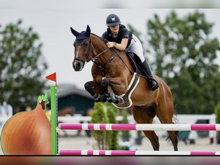 Hannoveraner Wallach 16 Jahre 170 cm Brauner in Prague