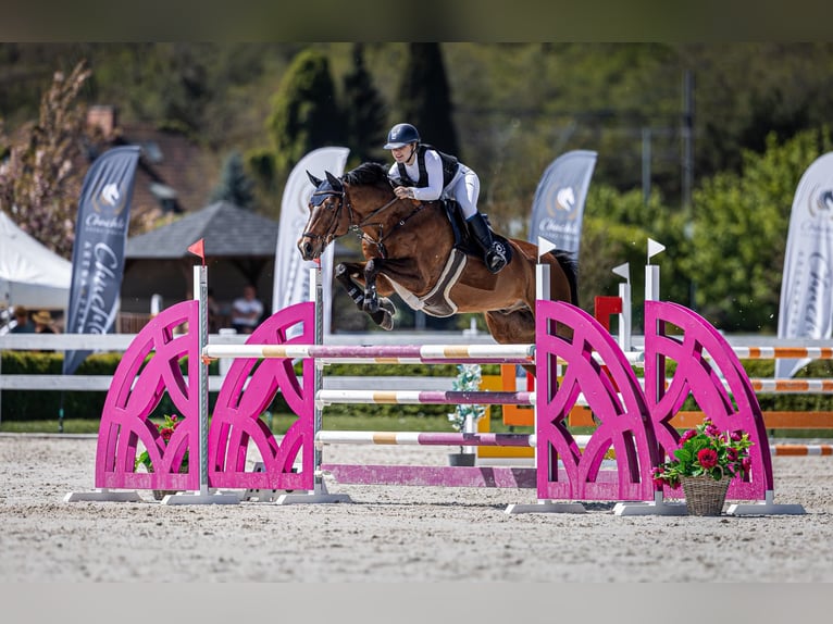 Hannoveraner Wallach 16 Jahre 170 cm Brauner in Prague
