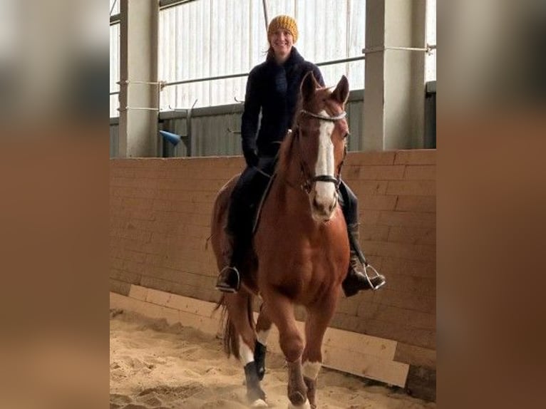 Hannoveraner Wallach 16 Jahre 170 cm Fuchs in Niederau