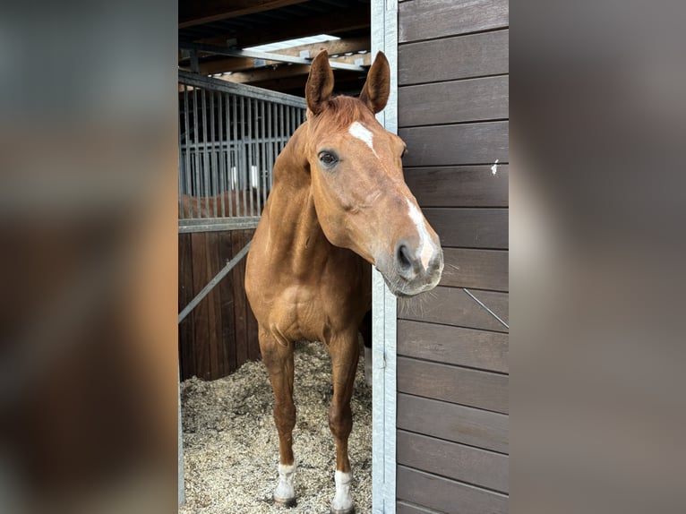 Hannoveraner Wallach 16 Jahre 171 cm Dunkelfuchs in Mohrkirch