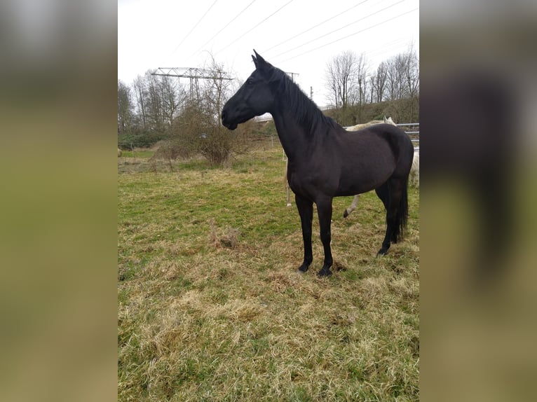 Hannoveraner Wallach 16 Jahre 172 cm Rappe in Warnstedt