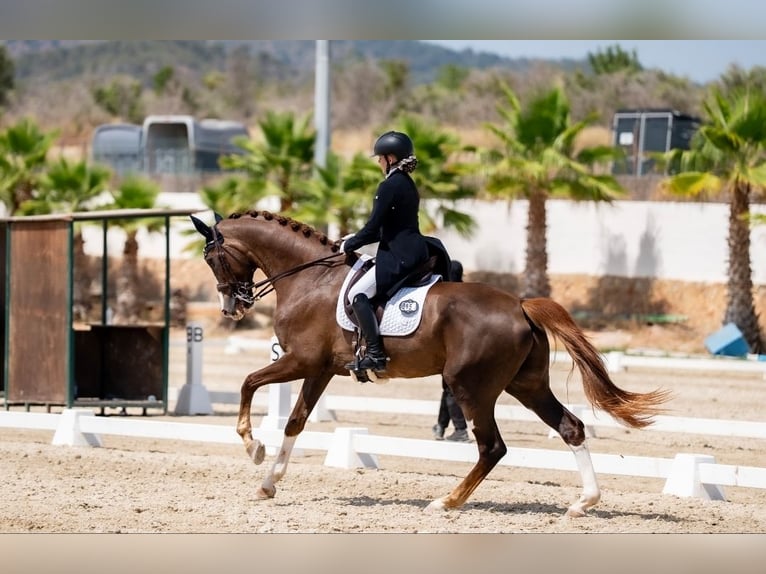 Hannoveraner Wallach 16 Jahre 173 cm Dunkelfuchs in Xabia/Javea