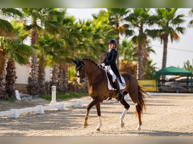 Hannoveraner Wallach 16 Jahre 173 cm Dunkelfuchs in Xabia/Javea