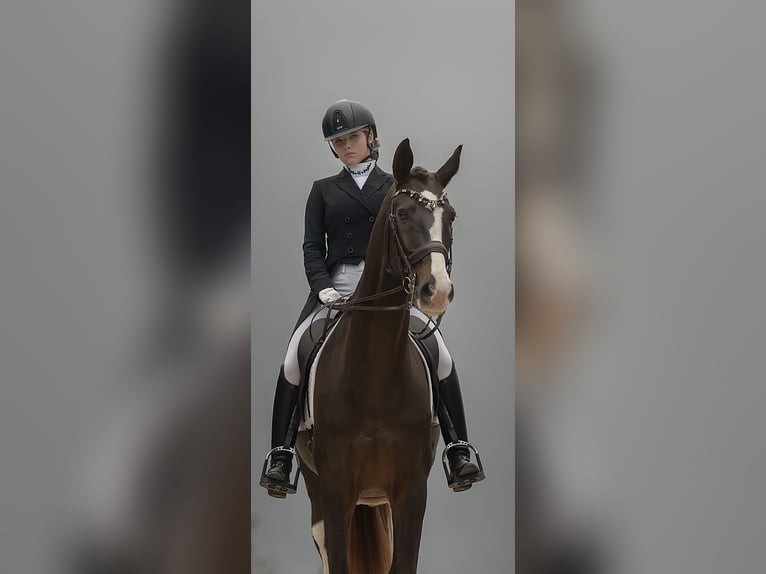 Hannoveraner Wallach 16 Jahre 173 cm Dunkelfuchs in Xabia/Javea