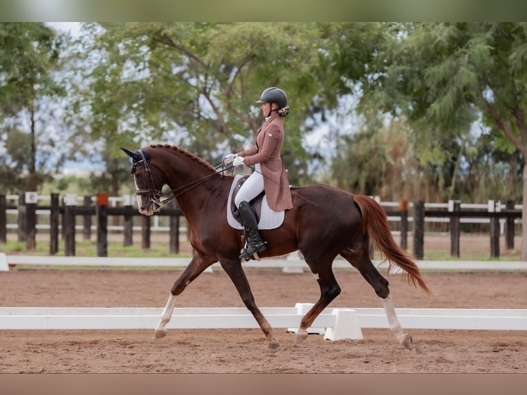 Hannoveraner Wallach 16 Jahre 173 cm Dunkelfuchs in Xabia/Javea