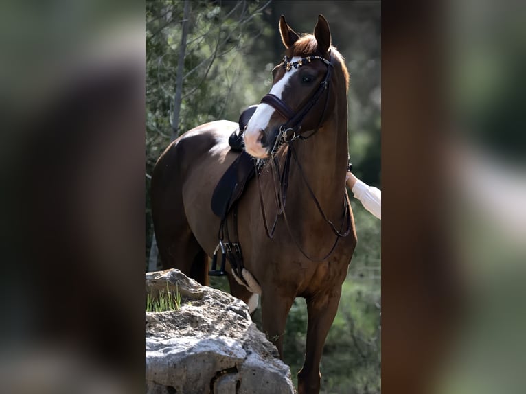 Hannoveraner Wallach 16 Jahre 173 cm Dunkelfuchs in Xabia/Javea