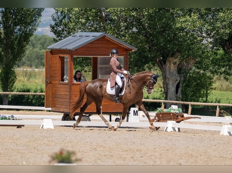 Hannoveraner Wallach 16 Jahre 173 cm Dunkelfuchs in Xabia/Javea