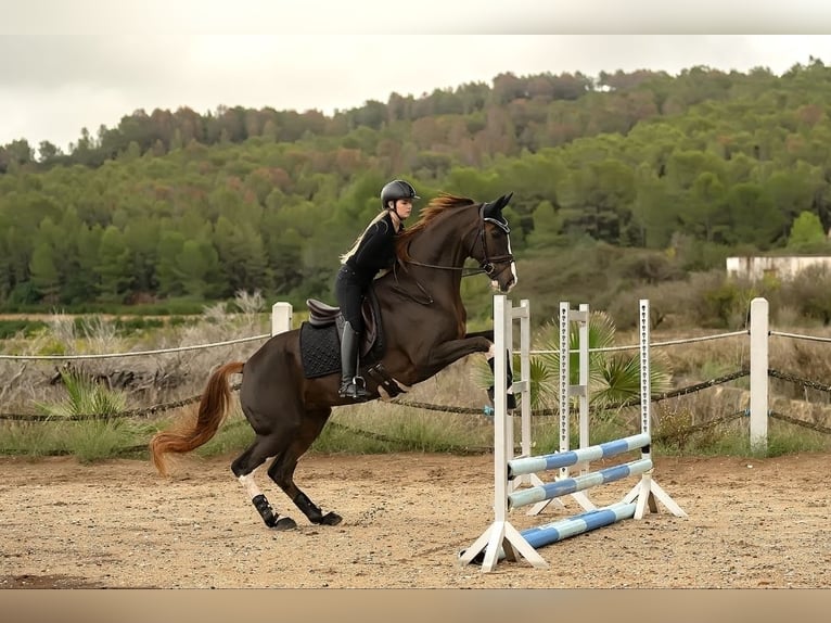 Hannoveraner Wallach 16 Jahre 173 cm Dunkelfuchs in Xabia/Javea