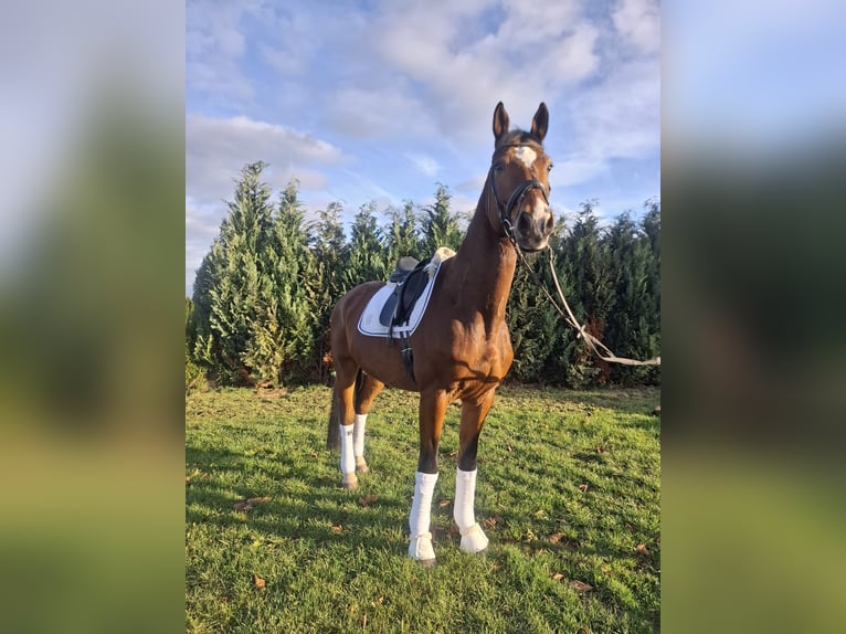 Hannoveraner Wallach 16 Jahre 174 cm Brauner in Renningen