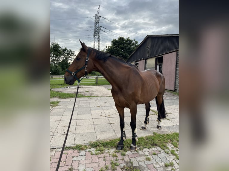 Hannoveraner Wallach 16 Jahre 174 cm Dunkelbrauner in B&#xFC;delsdorf