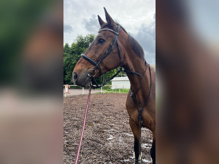 Hannoveraner Wallach 16 Jahre 174 cm Dunkelbrauner in B&#xFC;delsdorf