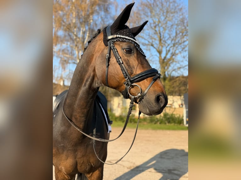 Hannoveraner Wallach 16 Jahre 174 cm Dunkelbrauner in Grevenbroich