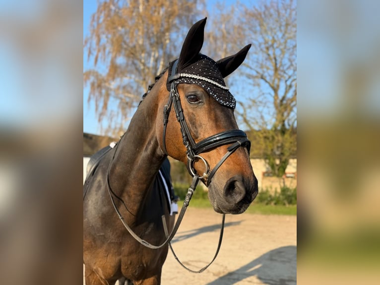 Hannoveraner Wallach 16 Jahre 174 cm Dunkelbrauner in Grevenbroich