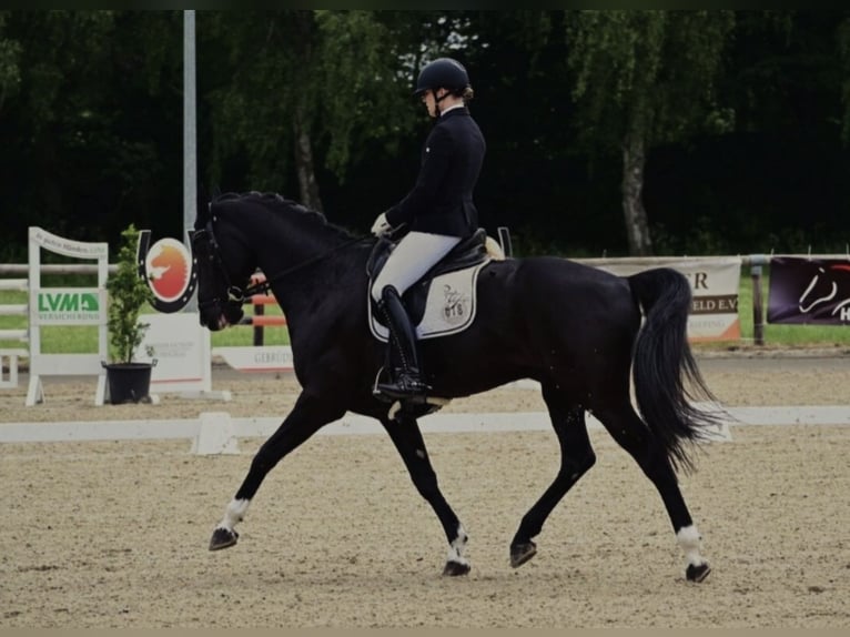 Hannoveraner Wallach 16 Jahre 174 cm Rappe in Sendenhorst