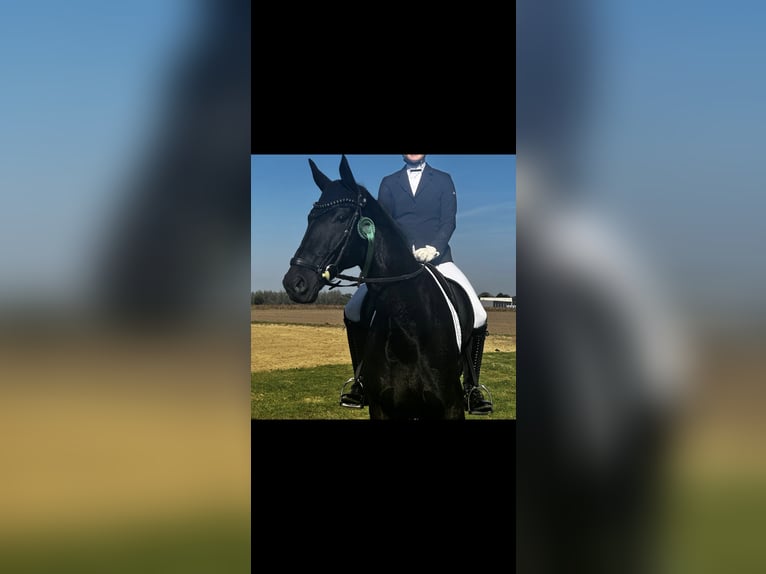 Hannoveraner Wallach 16 Jahre 174 cm Rappe in Sendenhorst