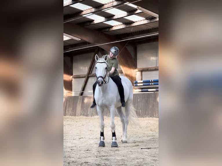 Hannoveraner Wallach 16 Jahre 174 cm Schimmel in Irrel