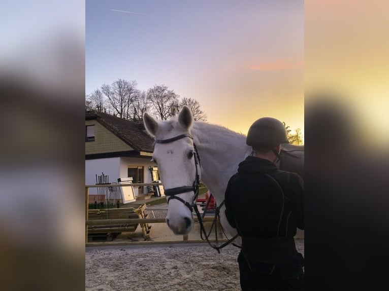 Hannoveraner Wallach 16 Jahre 174 cm Schimmel in Irrel