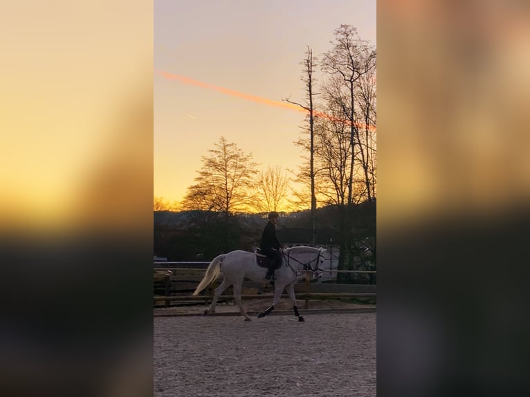 Hannoveraner Wallach 16 Jahre 174 cm Schimmel in Irrel