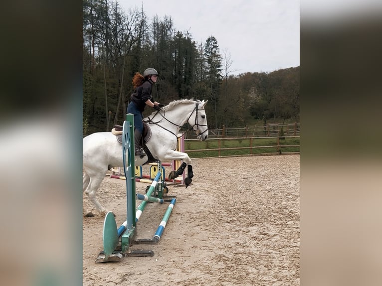 Hannoveraner Wallach 16 Jahre 174 cm Schimmel in Irrel