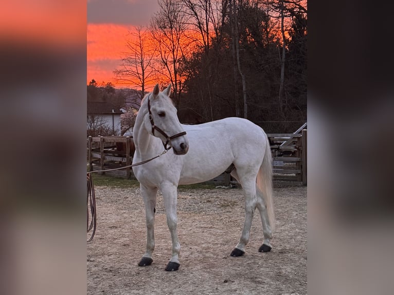 Hannoveraner Wallach 16 Jahre 174 cm Schimmel in Irrel