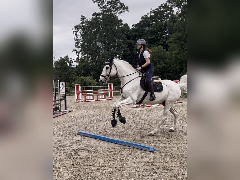 Hannoveraner Wallach 16 Jahre 174 cm Schimmel in Irrel