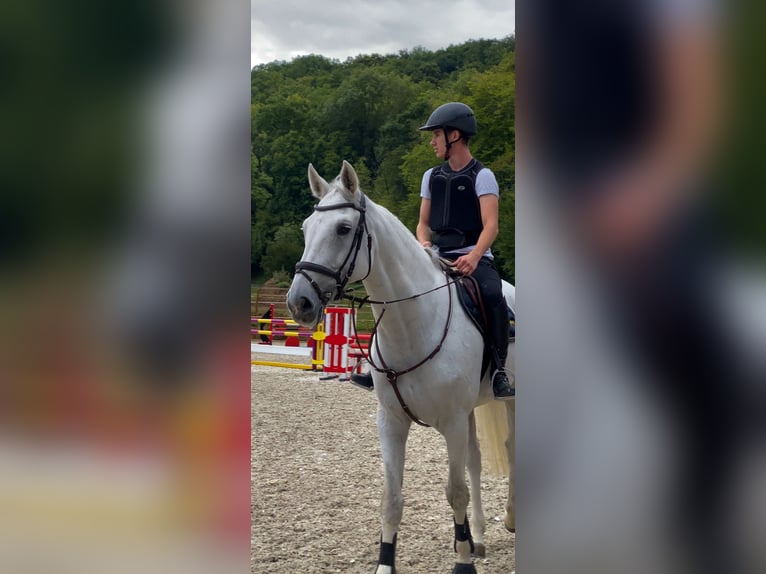 Hannoveraner Wallach 16 Jahre 174 cm Schimmel in Irrel