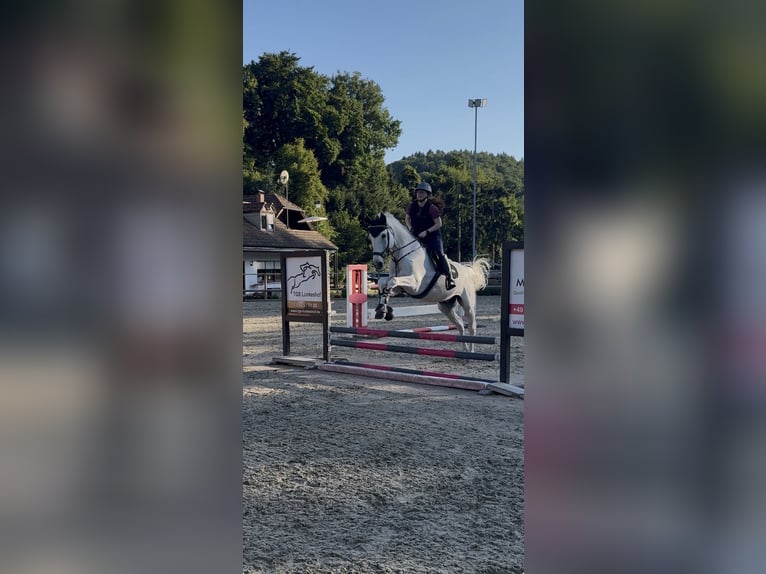 Hannoveraner Wallach 16 Jahre 174 cm Schimmel in Irrel