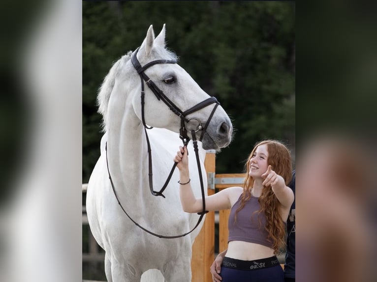 Hannoveraner Wallach 16 Jahre 174 cm Schimmel in Irrel