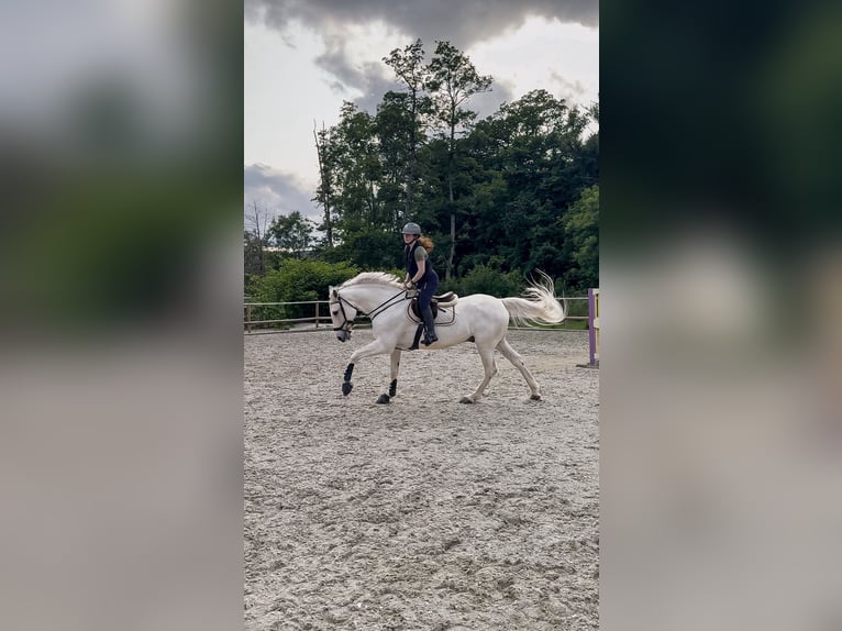 Hannoveraner Wallach 16 Jahre 174 cm Schimmel in Irrel