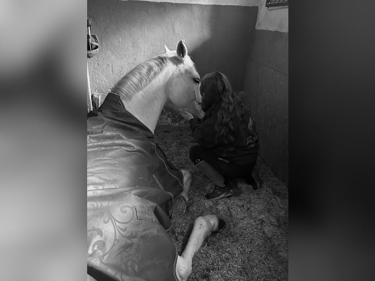 Hannoveraner Wallach 16 Jahre 174 cm Schimmel in Irrel