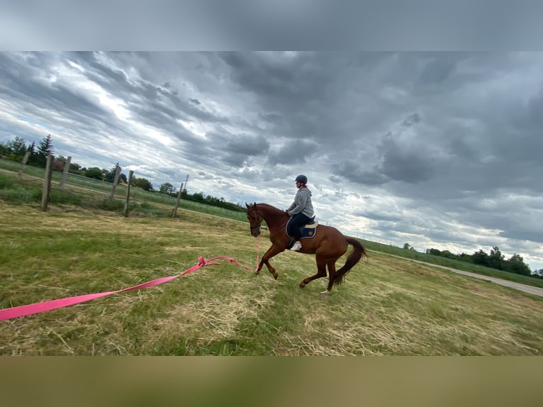 Hannoveraner Wallach 16 Jahre 175 cm Dunkelfuchs in Wahlitz