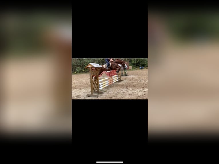 Hannoveraner Wallach 16 Jahre 175 cm Dunkelfuchs in Wahlitz