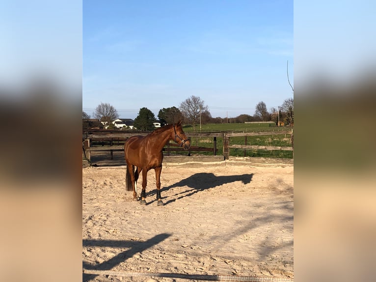 Hannoveraner Wallach 16 Jahre 175 cm  in Kirchhain