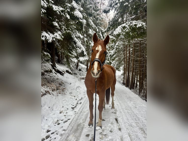 Hannoveraner Wallach 16 Jahre 175 cm Fuchs in KreithMutters