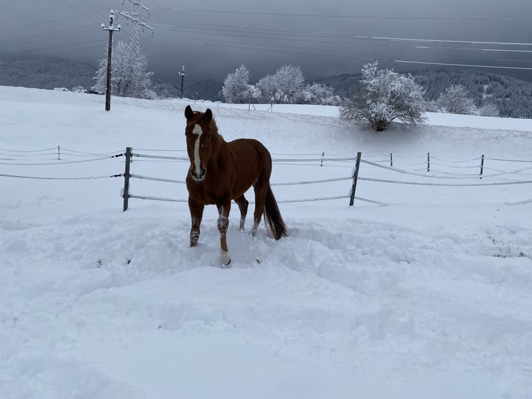 Hannoveraner Wallach 16 Jahre 175 cm Fuchs in KreithMutters