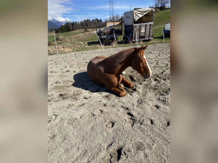 Hannoveraner Wallach 16 Jahre 175 cm Fuchs in KreithMutters