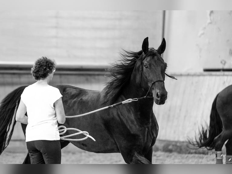 Hannoveraner Wallach 16 Jahre 175 cm Rappe in M&#xFC;nchen