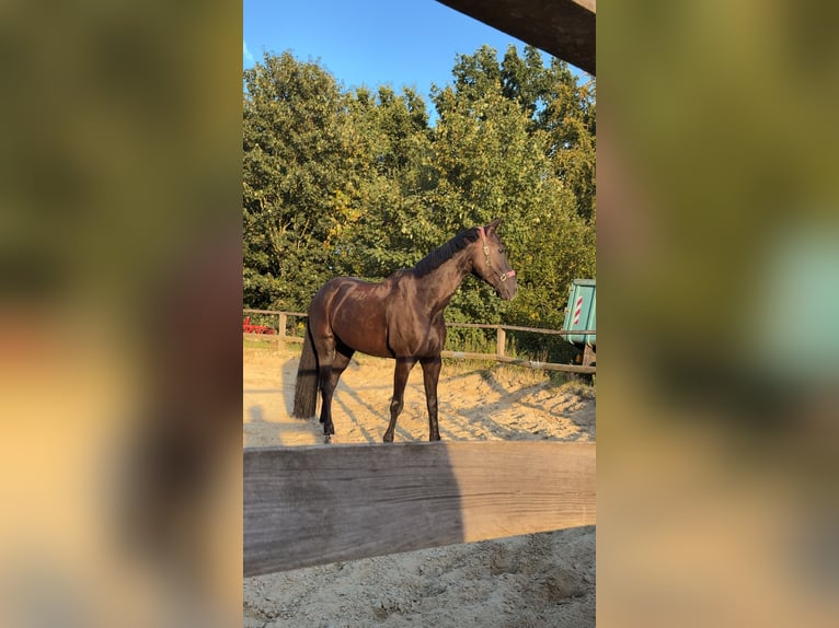Hannoveraner Wallach 16 Jahre 175 cm Schwarzbrauner in Velbert