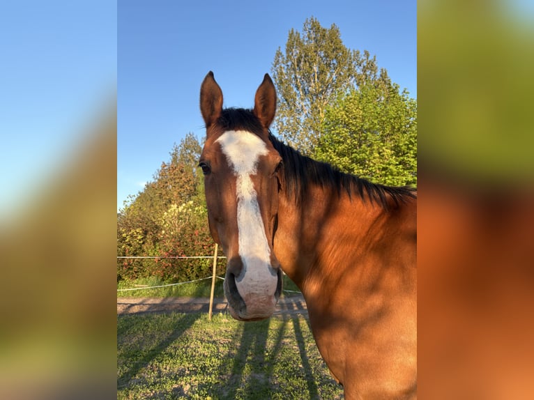 Hannoveraner Wallach 16 Jahre 176 cm Brauner in Gnoien