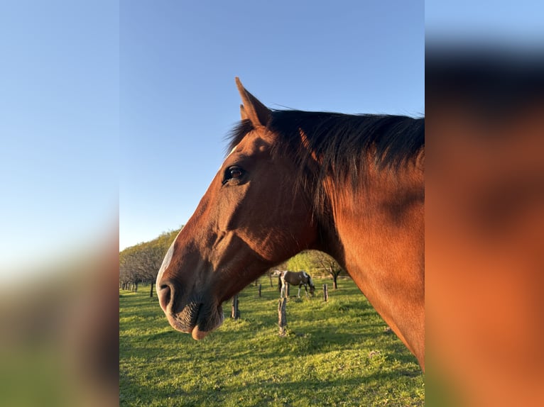 Hannoveraner Wallach 16 Jahre 176 cm Brauner in Gnoien