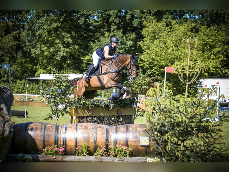 Hannoveraner Wallach 16 Jahre 176 cm Brauner in Ostercappeln