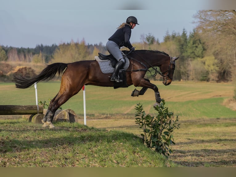 Hannoveraner Wallach 16 Jahre 176 cm Brauner in Ostercappeln