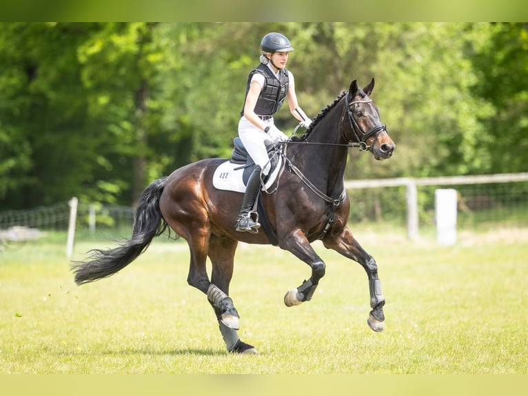 Hannoveraner Wallach 16 Jahre 179 cm Dunkelbrauner in Gödenstorf