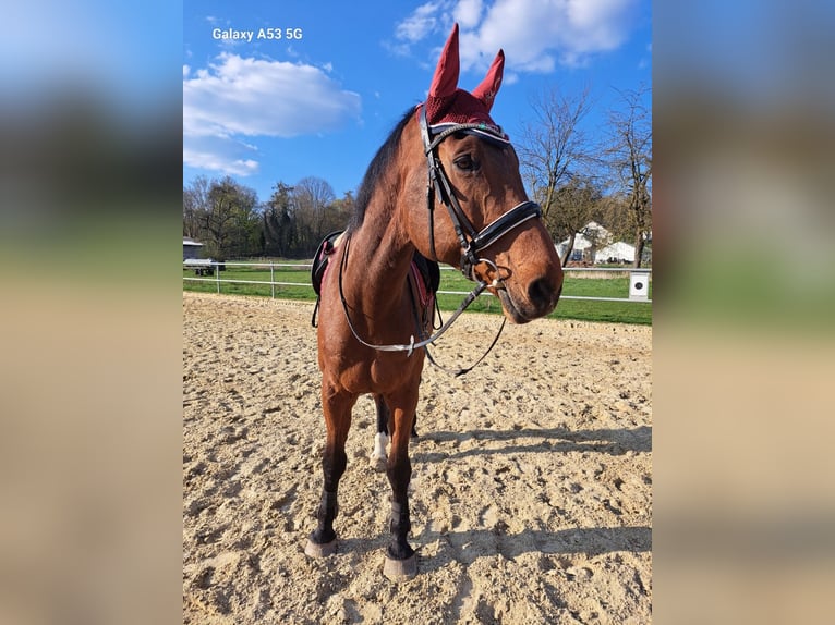 Hannoveraner Wallach 16 Jahre 180 cm Brauner in Neuwied